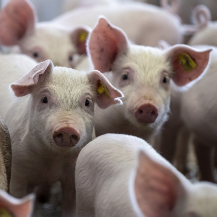 Kleine Schweine in einem Muster-Schweinestall in der Schweiz. 