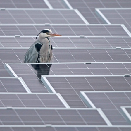 Graureiher auf Solar
