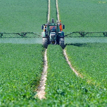 Ein Bauer besprüht mit seinem Traktor und einem entsprechenden Anhänger ein Getreidefeld.