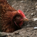 Eine Henne auf steinigem Boden. 