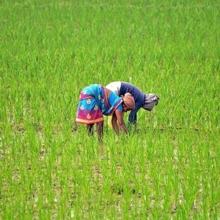 Zwei indische Arbeiterinnen arbeiten auf einem Reisfeld im Dorf Mayong in Morigaon, Indien.