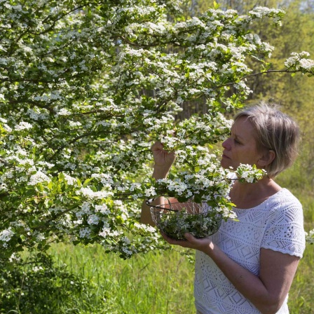 Frau erntet Weissdornblueten (Bild: imago/blickwinkel)