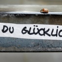 Ein Marienkäfer krabbelt über ein Treppengeländer in Düsseldorf, darunter steht auf einem weißen Streifen: "Bist du glücklich"?