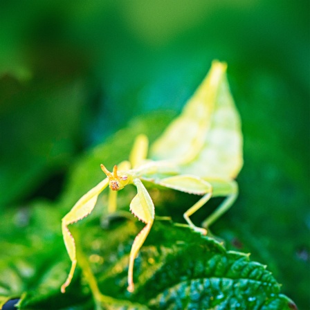 Ein grünes Insekt, das aussieht wie das Blatt eines Baumes, schaut in die Kamera.