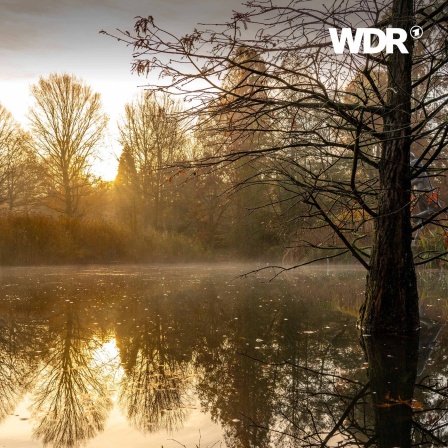 Auf einen Waldsee fällt die untergehende Sonne.