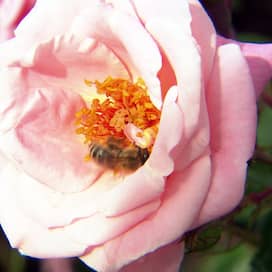 Rosenblüte