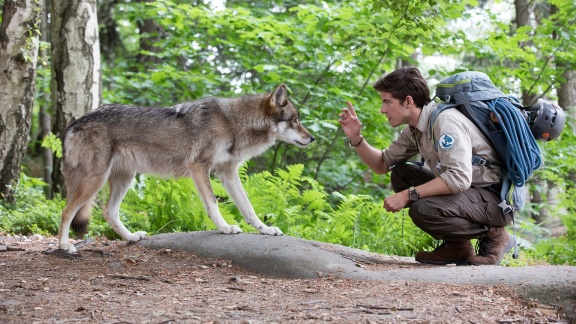 Der Ranger – Paradies Heimat - Der Ranger - Paradies Heimat: Wolfsspuren