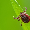 Eine Zecke (Ixodida) auf einem Halm in einer Wiese.