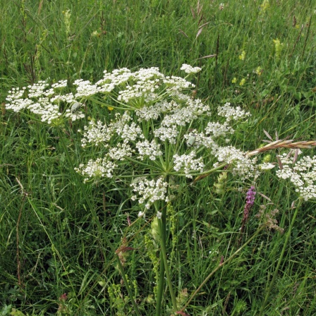 Berg-Haarstrang Pflanze