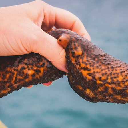Menschliche Hand hält Seegurke aus dem Meer.