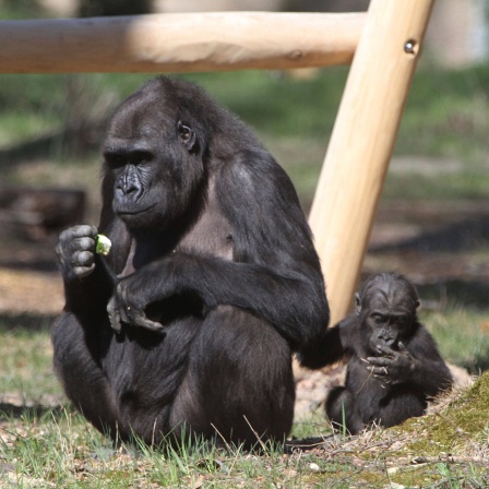 Im Zoo der Stadt Rostock bei dem Gorillajungen Moyo und seiner Mutter Zola.einer Mutter Zola.
