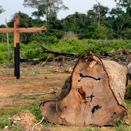 Zwei illegal gefällte Baumstämme liegen im brasilianischen Amazonasgebiet im Regenwald.