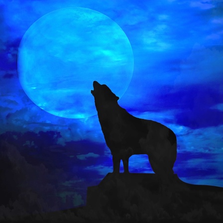 Ein Wolf heult den Mond an