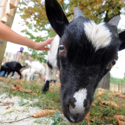 Ein Kind streichelt im Karlsruher Zoo im neuen Streichelzoo eine afrikanische Zwergziege.