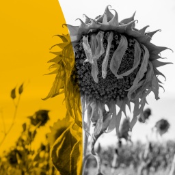 Eine vertrocknete Sonnenblume auf einem Feld in der Lausitz.