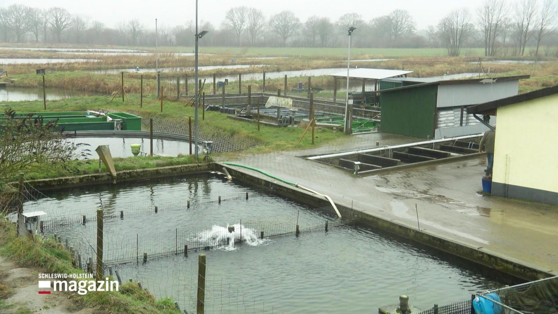 SchleswigHolstein Magazin Otter fressen Fischzüchter die Teiche leer