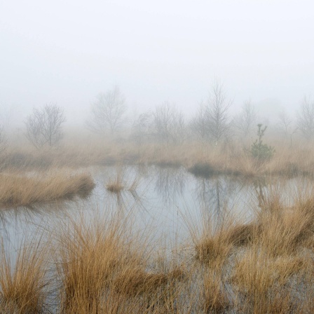 Neblige Moorlandschaft.