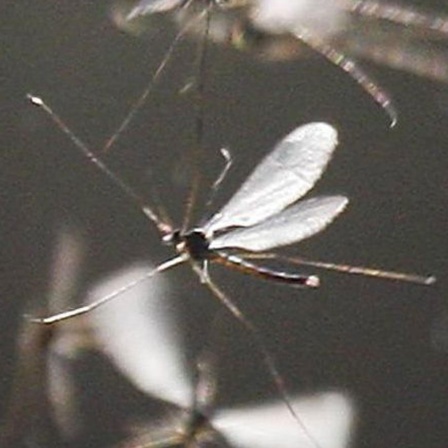 Mücken - Lästige Plage oder nützliches Insekt?