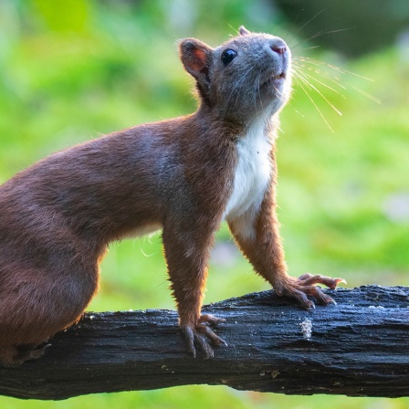 Ein Eichhörnchen auf einem Ast. 