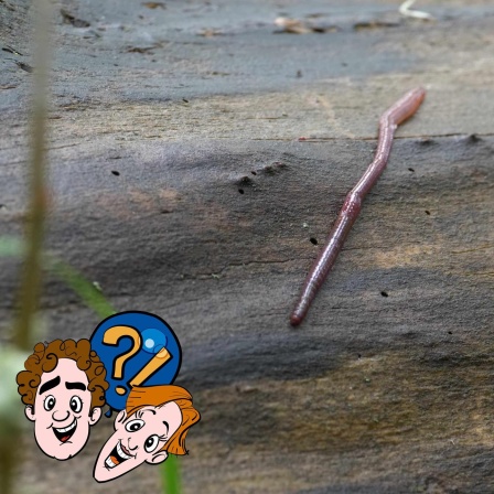 Können Regenwürmer wirklich husten?