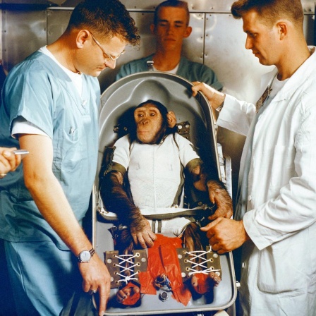 Der dreijähriger Schimpanse Ham in der Biopack-Liege für den suborbitalen Testflug der MR-2 am 31. Januar 1961.