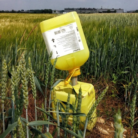 Herbizid-Kanister in einem Getreidefeld