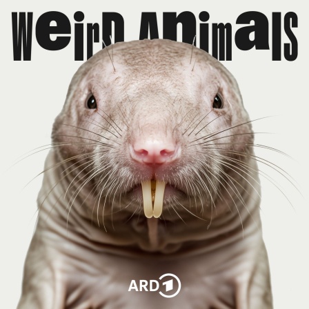 Cover Weird Animals Episode 31 Nacktmull