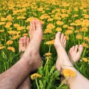 Nackte Füße eines Paares, das zusammen in einer Löwenzahnwiese liegt