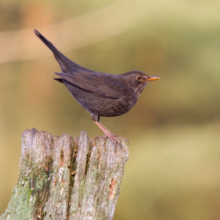 Amsel