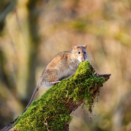 Eine hellbraune Ratte sitzt auf einem mit Moos bewachsenen Ast und schaut vor bräunlichem Hintergrund in die Kamera.