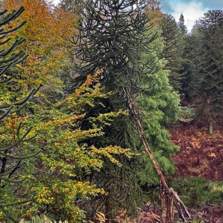 Wald im Arboretum Burgholz Wuppertal