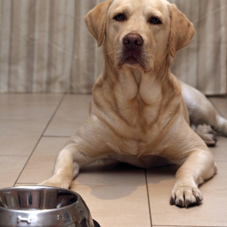 Labrador Retriever, liegt in der Wohnung vor seinem Fressnapf