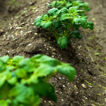 Fruchtbarer Boden - Humusaufbau wichtiger denn je