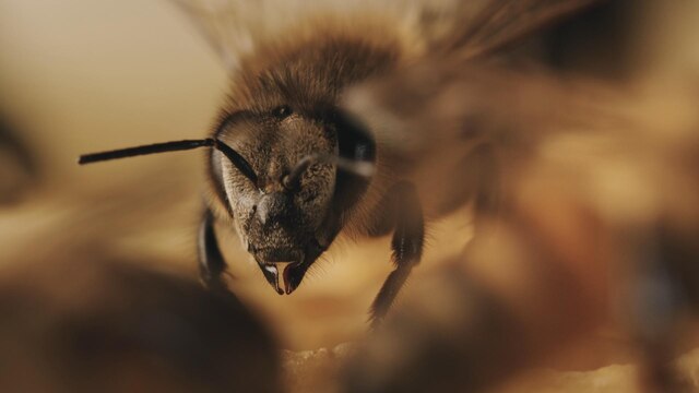 Tagebuch einer Biene | Bild: Filmwelt