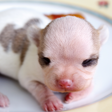 Chihuahua Welpe liegt auf einen Teller mit einer Wurst.