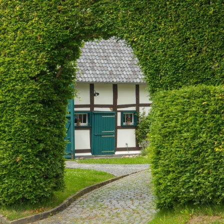 Blick auf eine hohe Rotbuchen-Hausschutzhecke vor einem Fachwerkhaus in Monschau