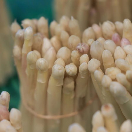 Zu Portionen gebundener Spargel