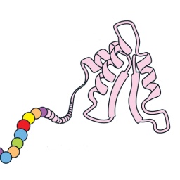 Die Protein-Zauberer  - Chemie-Nobelpreis für Eiweißforscher 