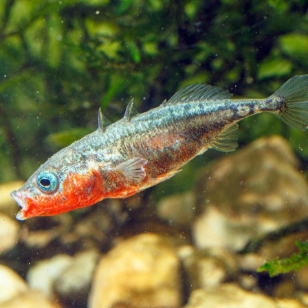 Dieses Massenfischsterben wird bejubelt - Fischinventur im Bodensee - Kaum noch invasive Stichlinge (90)