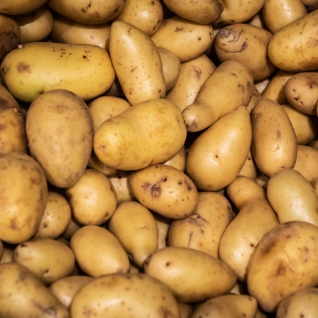 Ein Haufen Kartoffeln