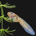 Eine bräunliche Kaulquappe, die einem jungen Frosch bereits ähnlich sieht, schwimmt an einer grünen Wasserpflanze vor schwarzem Hintergrund.