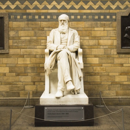 Statue von Charles Darwin im Natural History Museum