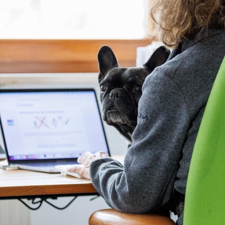 Die Französische Bulldogge Klärchen sitzt im Büro einer Werbeagentur auf dem Schoß einer Mitarbeiterin.