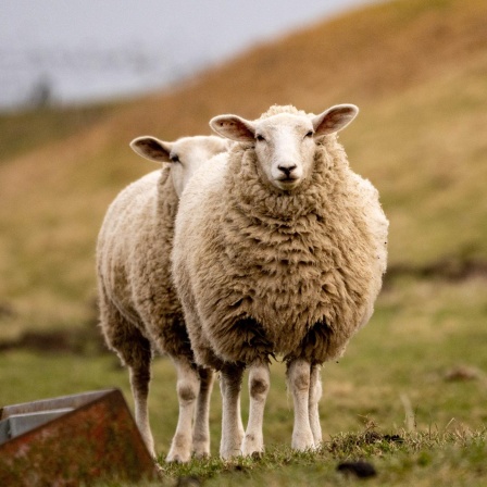 Autorität und Askese - Macht die Pandemie Schafe aus uns allen?