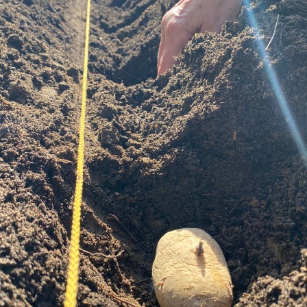Eine Kartoffel liegt in der Erde in einem Beet