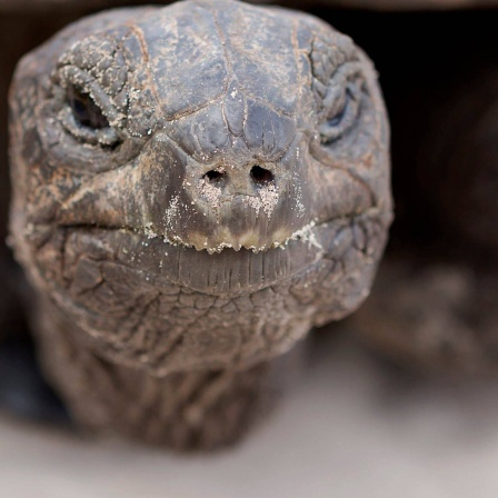 Die Tierdocs: Schildkröte ohne Panzer