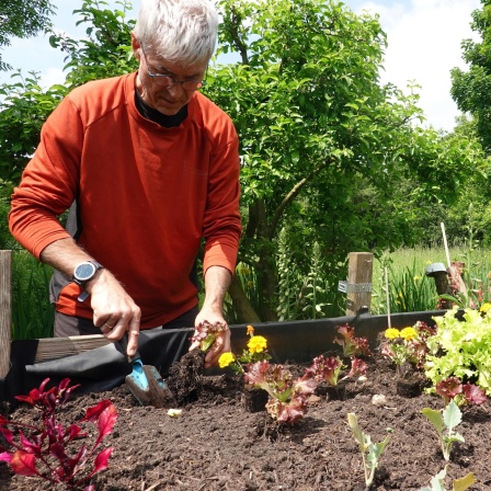 Gartenarbeit im Frühling: Ein Mann setzt neue Pflanzen in ein Gemüsebeet.