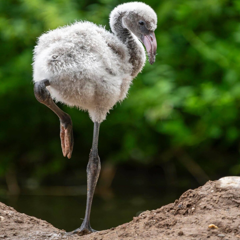 Cover: Die Tierdocs: Kleiner Flamingo