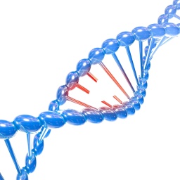 DNA-Strang mit einer Mutation
