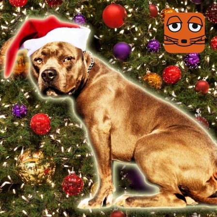 Ein Pitbull mit Nikolausmütze sitzt vor einem Weihnachtsbaum.